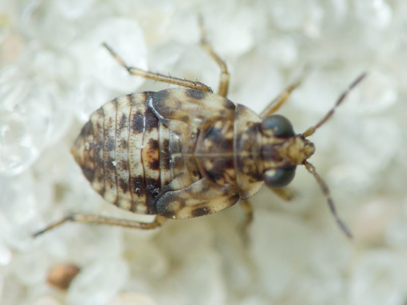 Saldidae Amyot & Serville, 1843